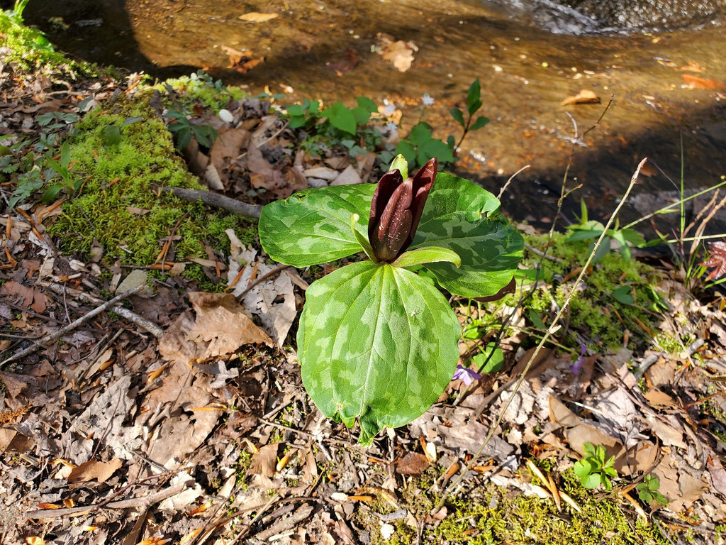 Image of Poinsett Bridge on Seeker