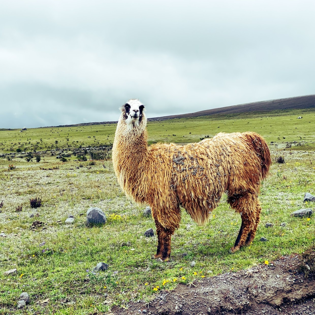 Cotopaxi (Map, Images and Tips) Seeker