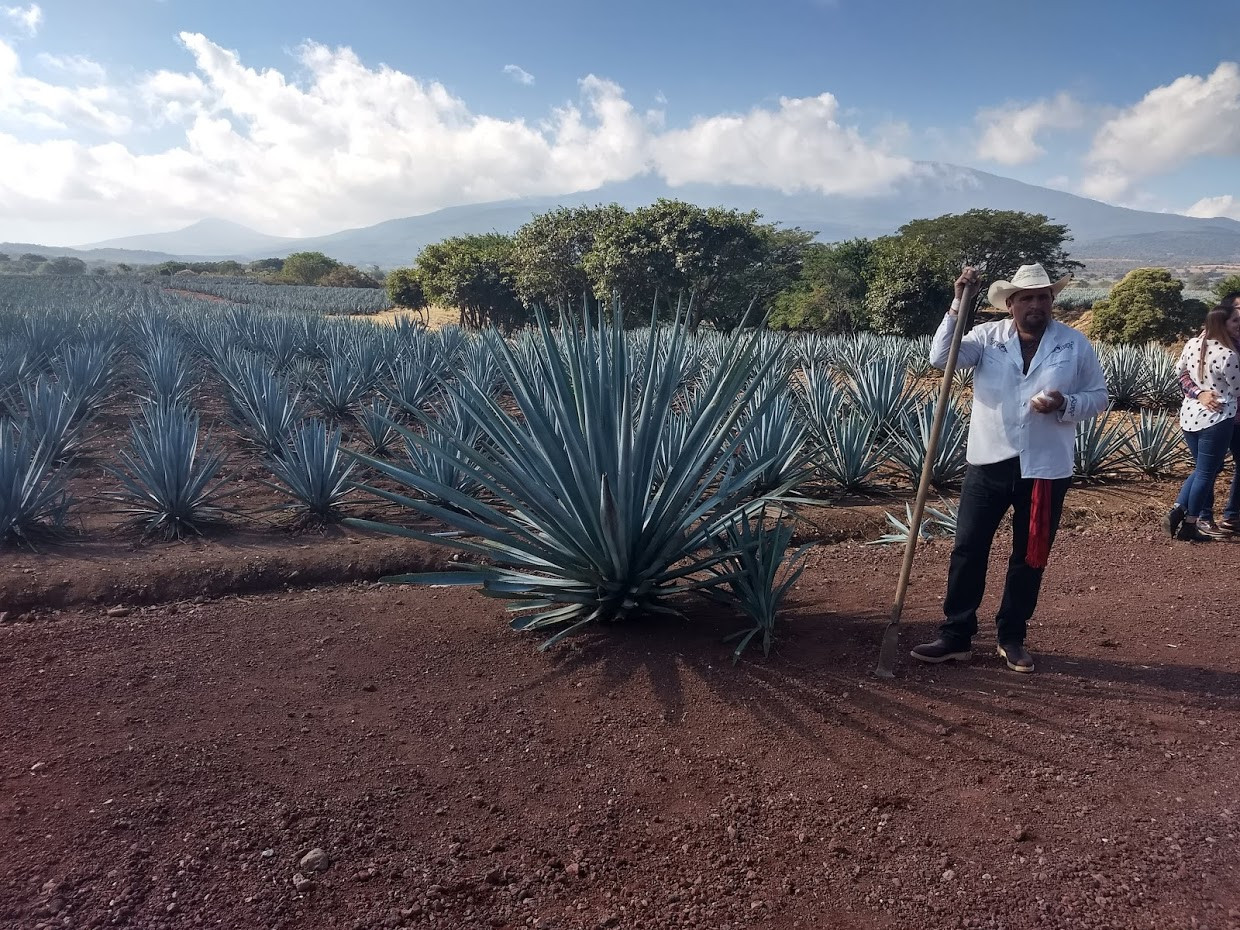 Campos de Agave Jose Cuervo (Map, Images and Tips) | Seeker