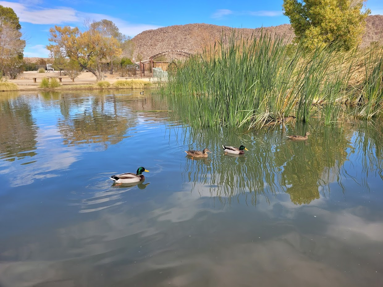 Joshua Tree Lake RV & Campground (Map, Images and Tips) Seeker