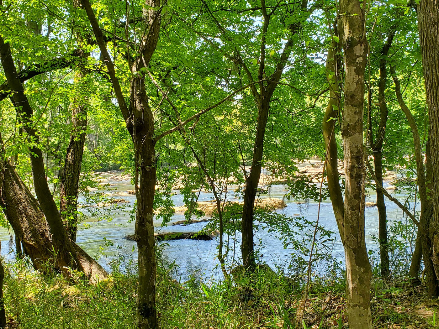 Congaree River (Map, Images and Tips) Seeker