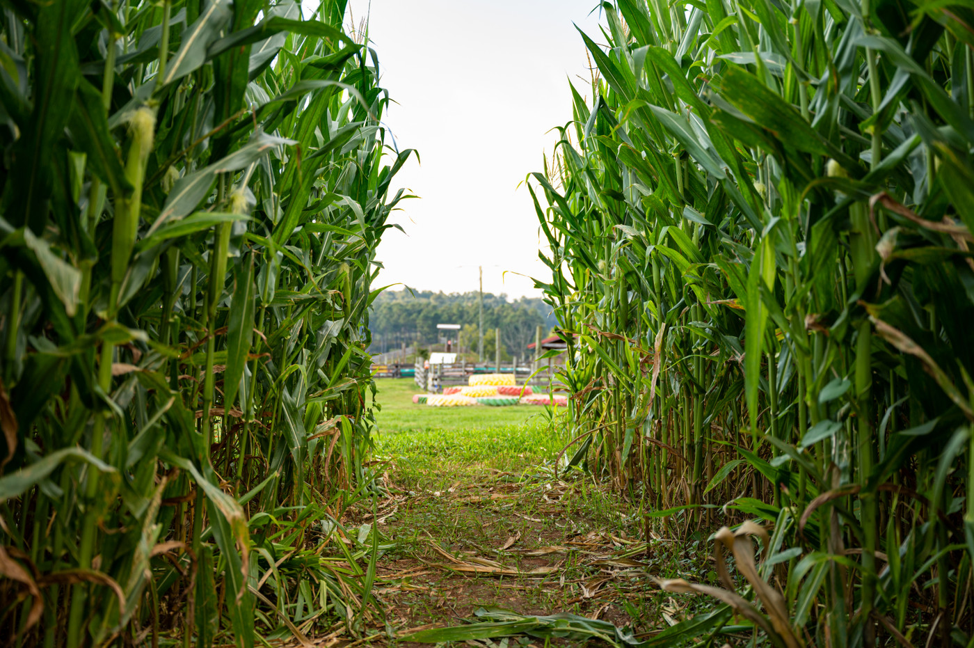 Mayfield Farm Park Fall Festival
