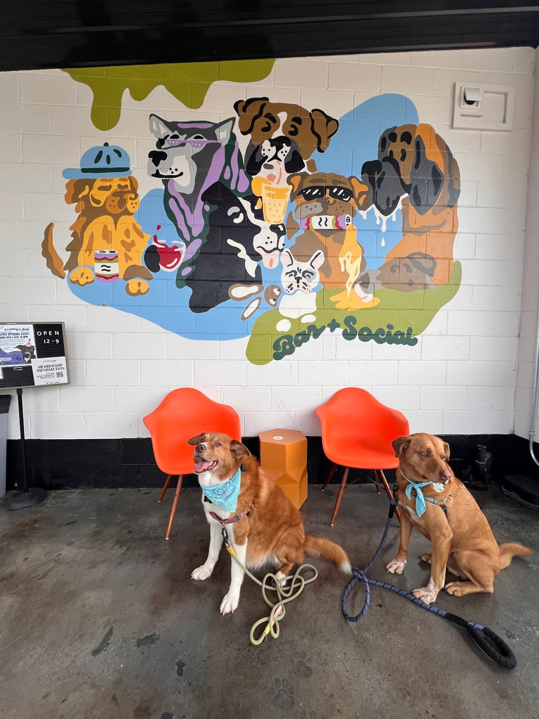 Image of Swampy Dog Social + Bar on Seeker