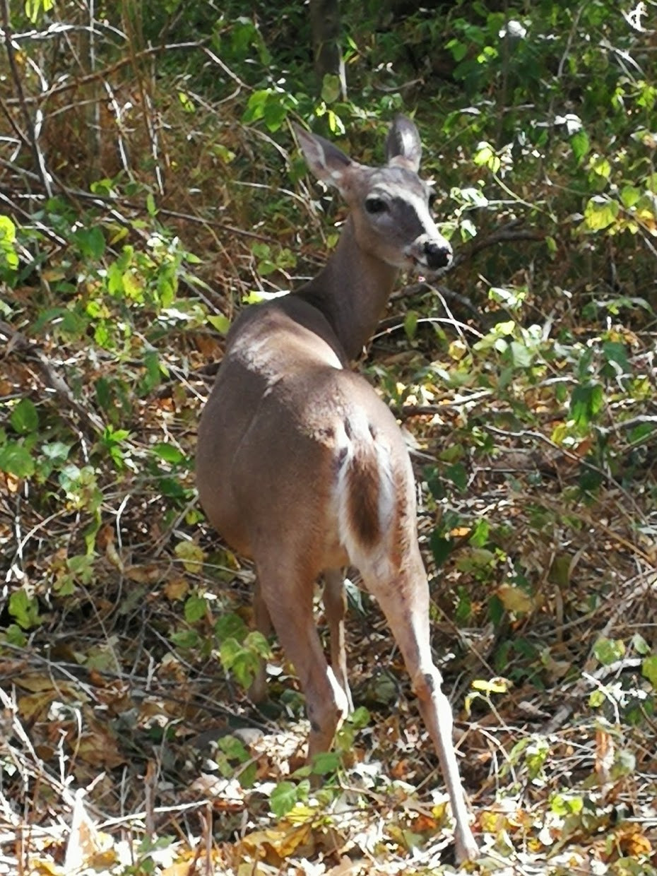 Area de Conservación Guanacaste World Heritage Site (Map, Images and
