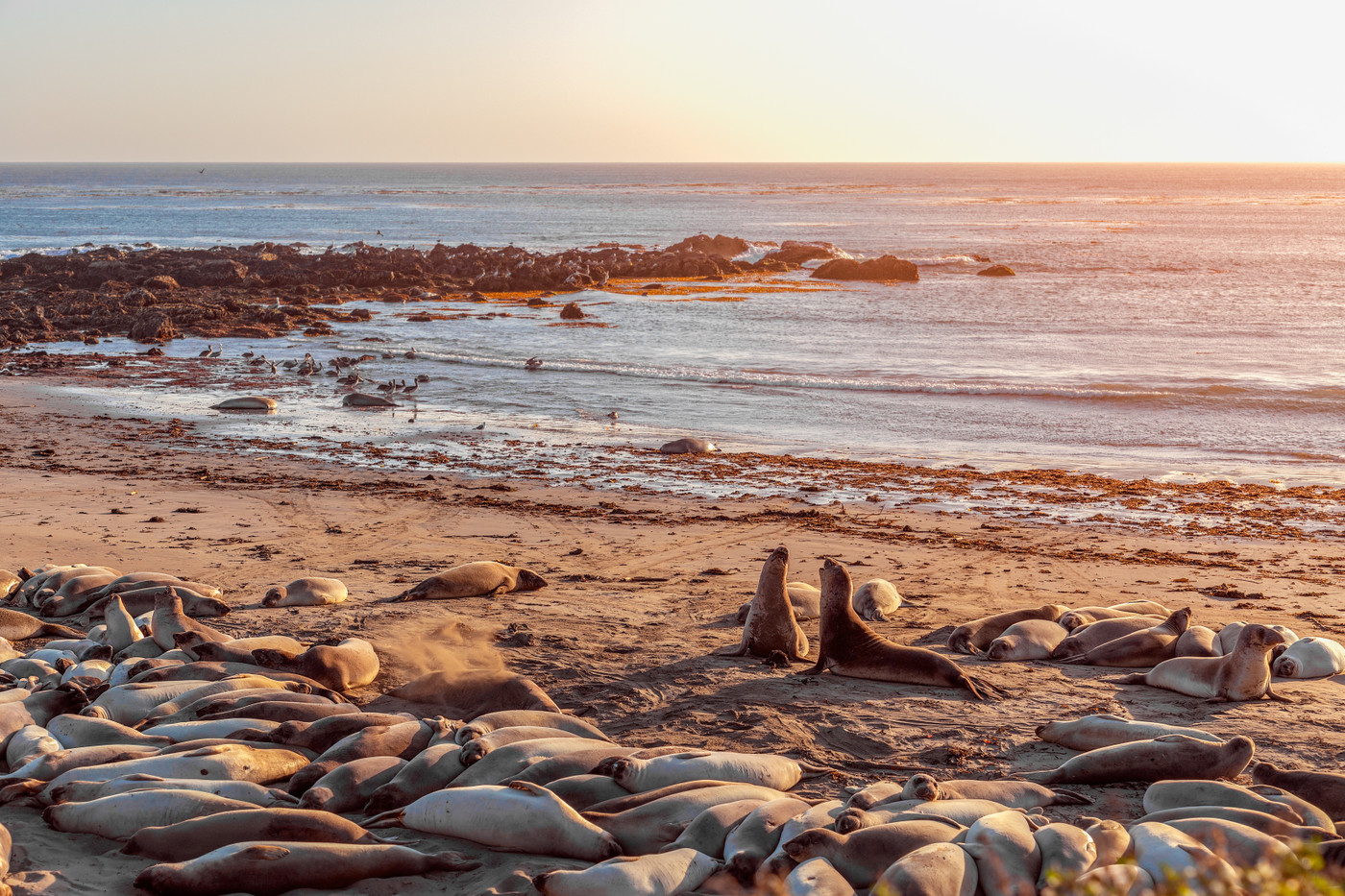 Elephant Seal Vista Point (Map, Images and Tips) Seeker