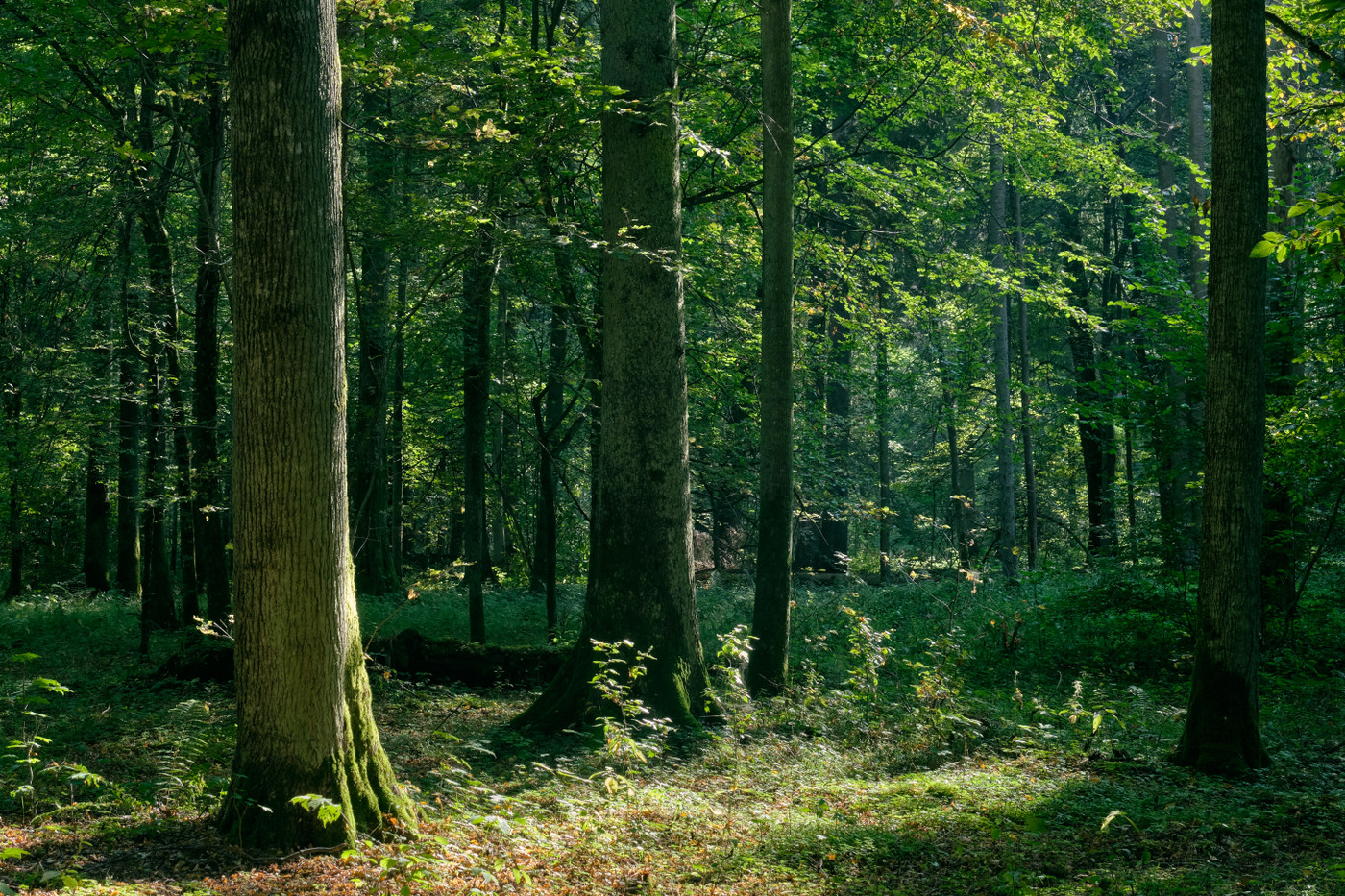Białowieża Forest (Map, Images and Tips) | Seeker