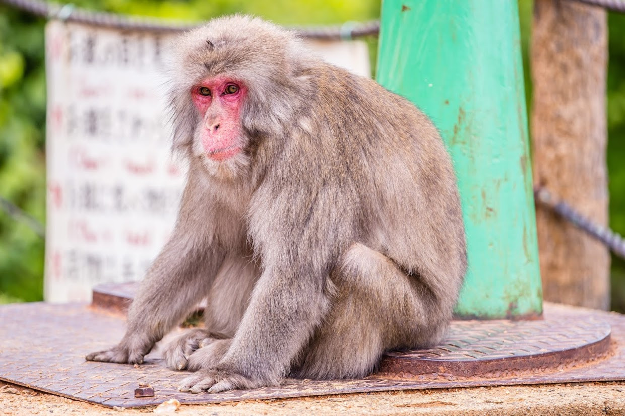 Japanese monkey様 250px-Japanese_Macaque_0225.jpg