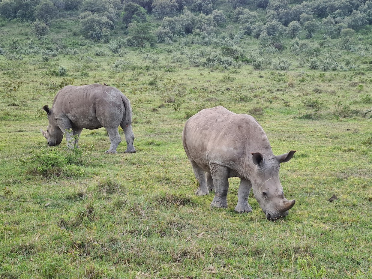 Nakuru (Map, Images and Things to do) Seeker