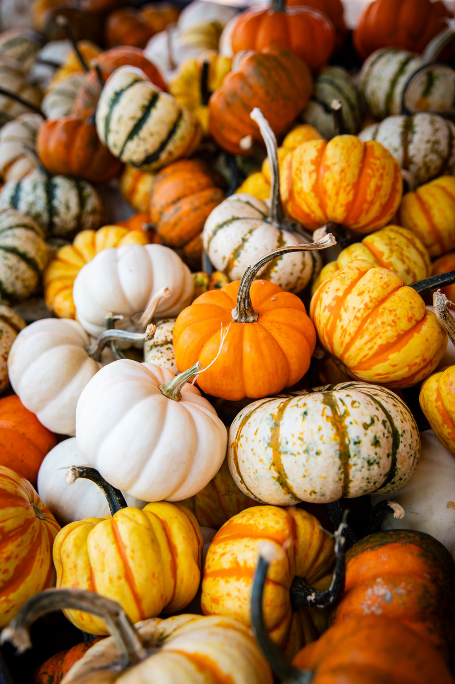 Fall Harvest Festival