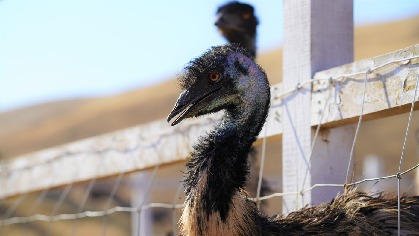 Gilroy Ostrich Farm (Map, Images and Tips) Seeker