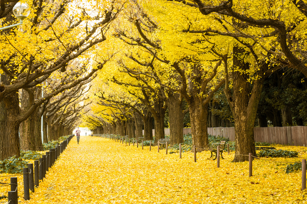 Image of Jingu Gaien Ginkgo Avenue on Seeker