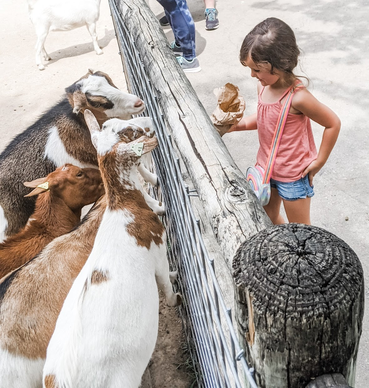 Deanna Rose Children's Farmstead (Map, Images and Tips) Seeker