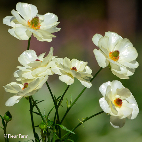 FLEUR FARM, Vermont Flower Farm (Map, Images and Tips) Seeker